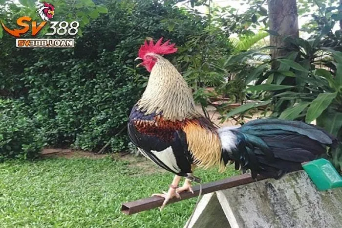 Đá Gà Tre Sv388 Những Điều Cần Biết Khi Tham Gia Đá Gà 4 Giá trị kinh tế và văn hóa của Đá Gà Tre Sv388