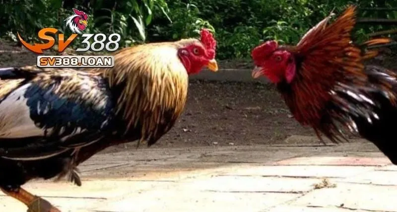 Đá Gà Cựa Sắt Sv388 – Trải Nghiệm Kịch Tính Hấp Dẫn Nhất 2 Đá Gà Cựa Sắt Sv388